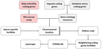 Transcript Isoforms of SLC7A11-AS1 Are Associated With Varicocele-Related Male Infertility